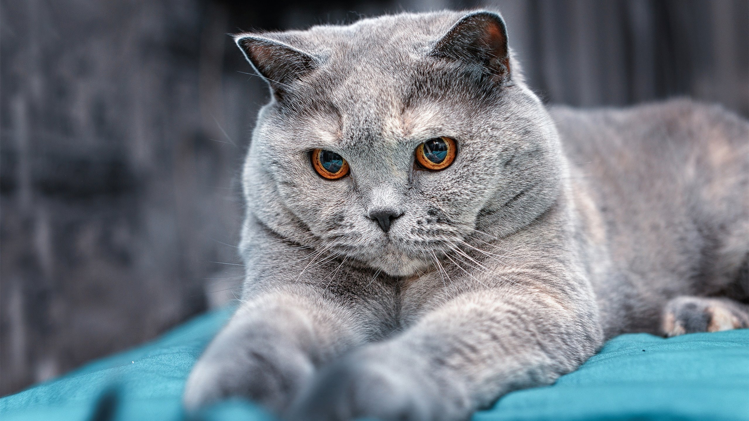 “赛季“白热化”!多场激烈对决争夺最佳战绩”,白热化的秋季赛