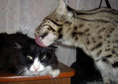 史上最年轻的“欧冠MVP”是谁？未来之星的榜单！，欧冠最年轻出场