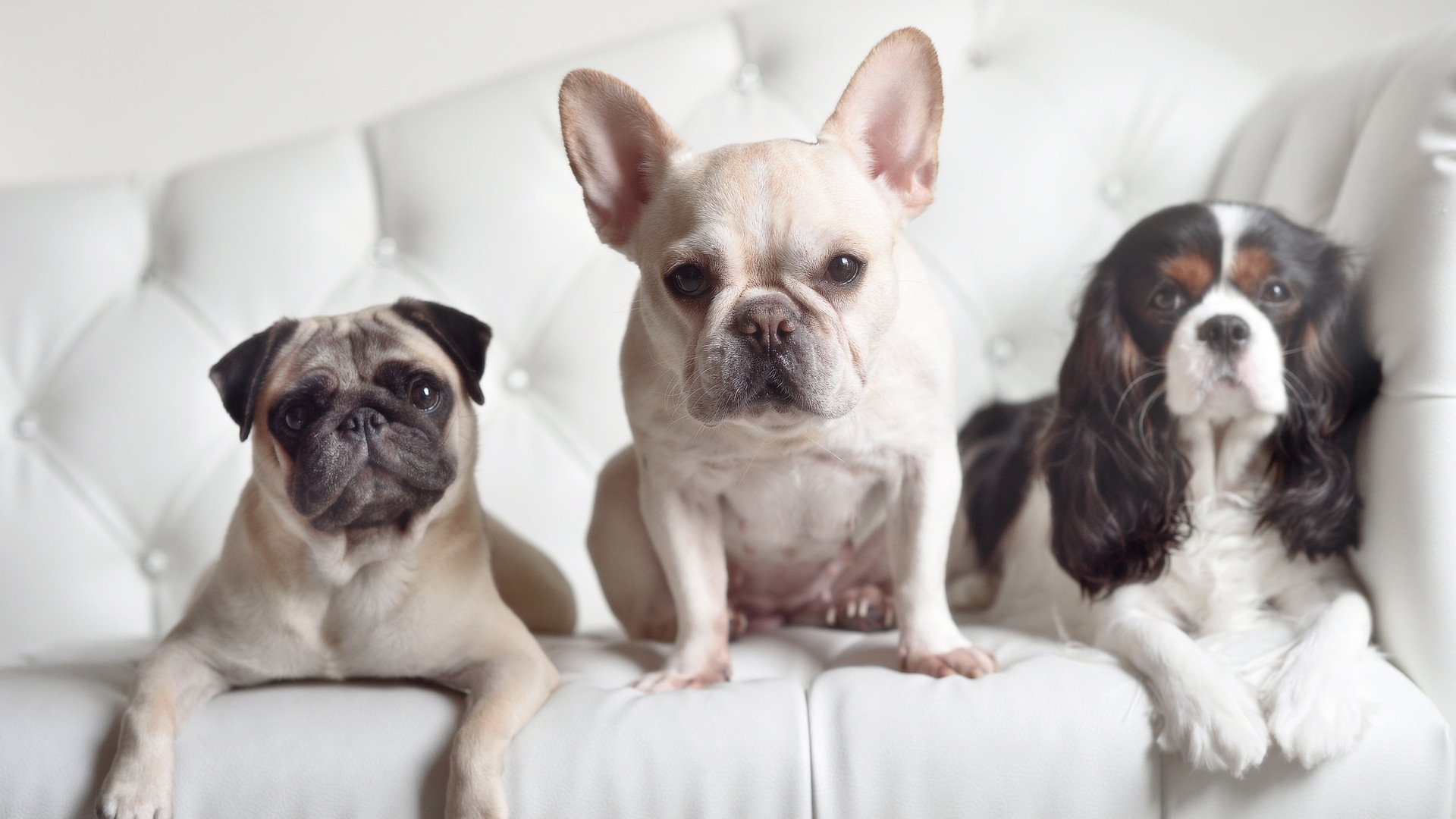 意大利马术协会举办国际马术科技大会,推动行业技术交流与合作。