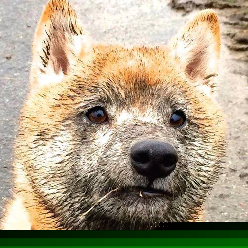 最具争议的转会交易：背后隐藏的战术布局，转会结果