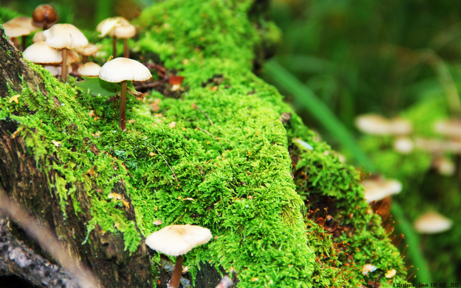 九游娱乐(jiuyou)官方网站-法甲：巴黎大逆转，绝杀里尔稳坐榜首宝座，法甲大巴黎首发阵容