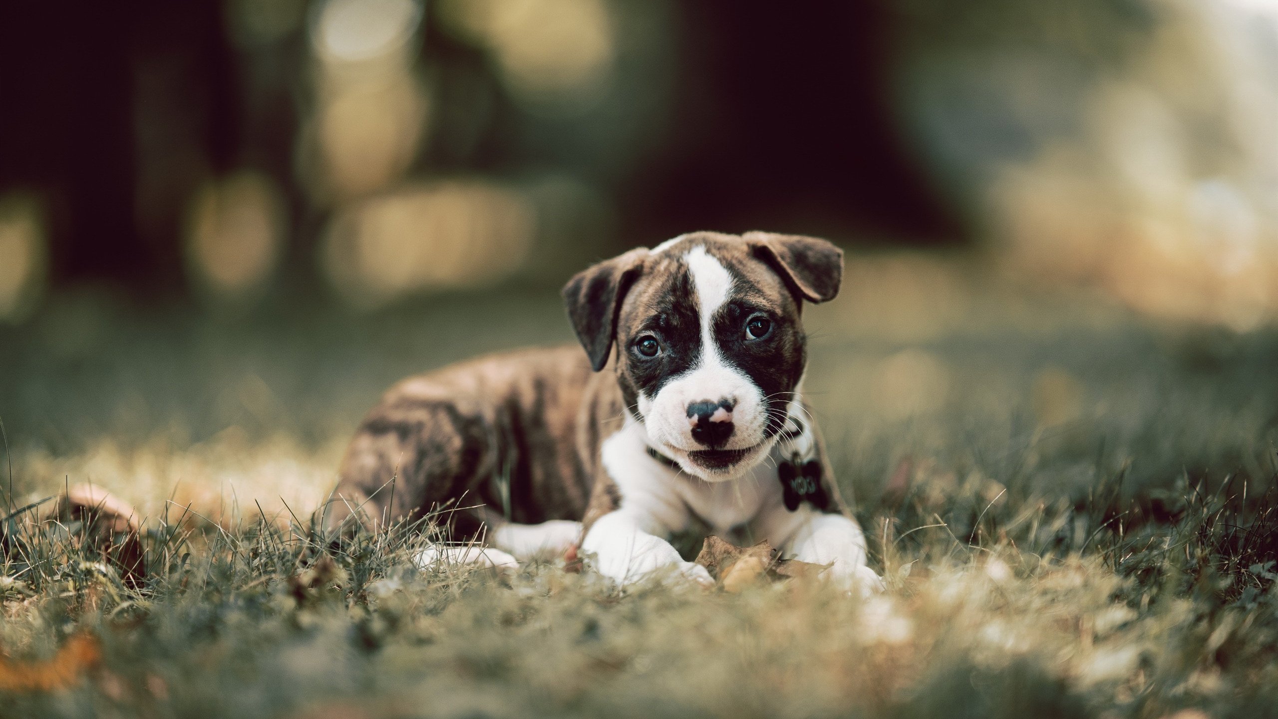 法甲:巴黎逆转里尔,争冠形势再起波澜,巴黎vs里尔法超杯