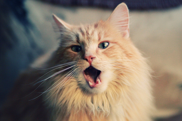 九游网游官网-多特蒙德客场憾平弗赖堡，争冠受阻，多特蒙德vs弗莱堡比赛结果