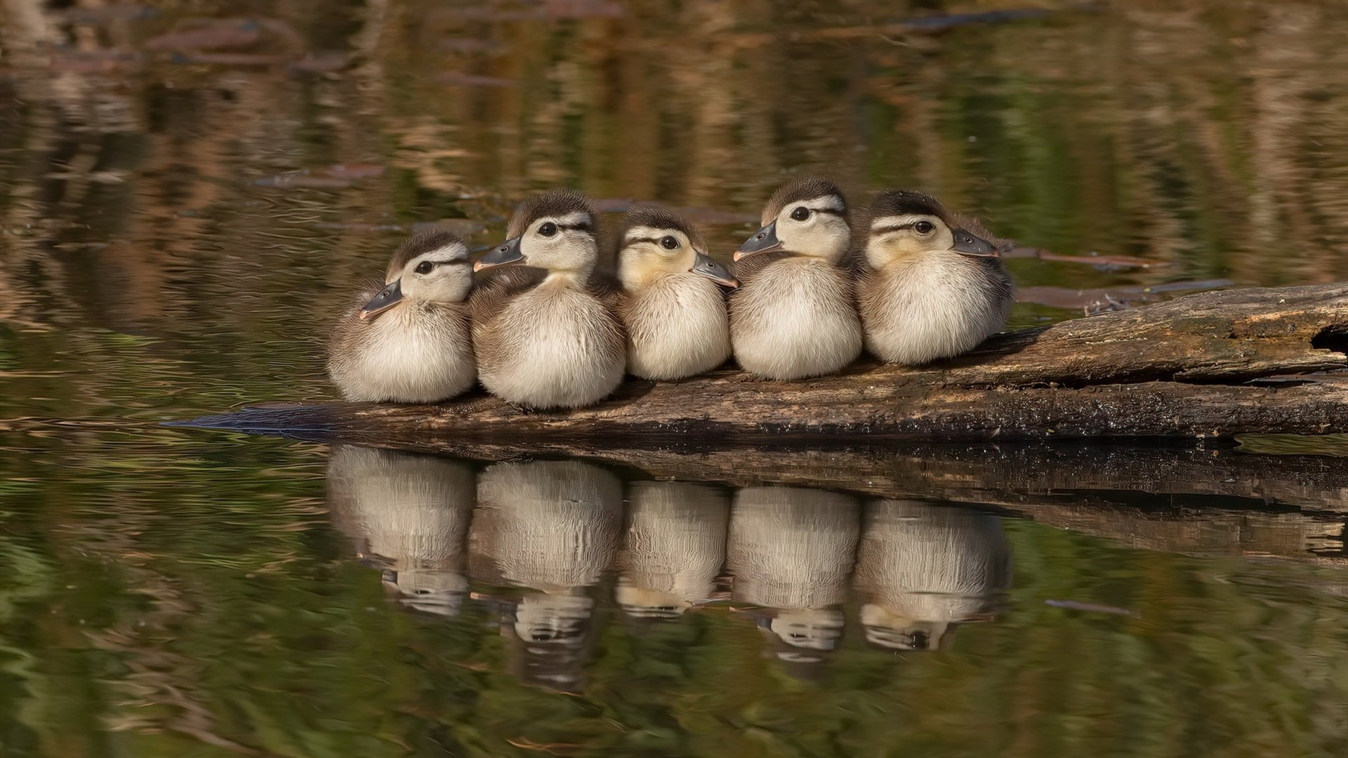 多特蒙德宣布新援即将加盟,球迷期待新赛季表现,多特蒙德球队怎么样