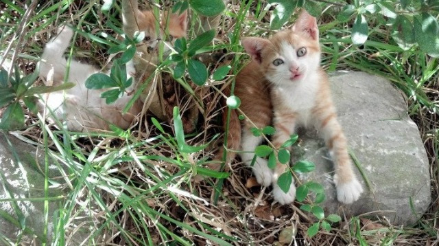 多特蒙德对阵利物浦,强强对话局面扑朔迷离!,多特蒙德vs里斯本竞技首发