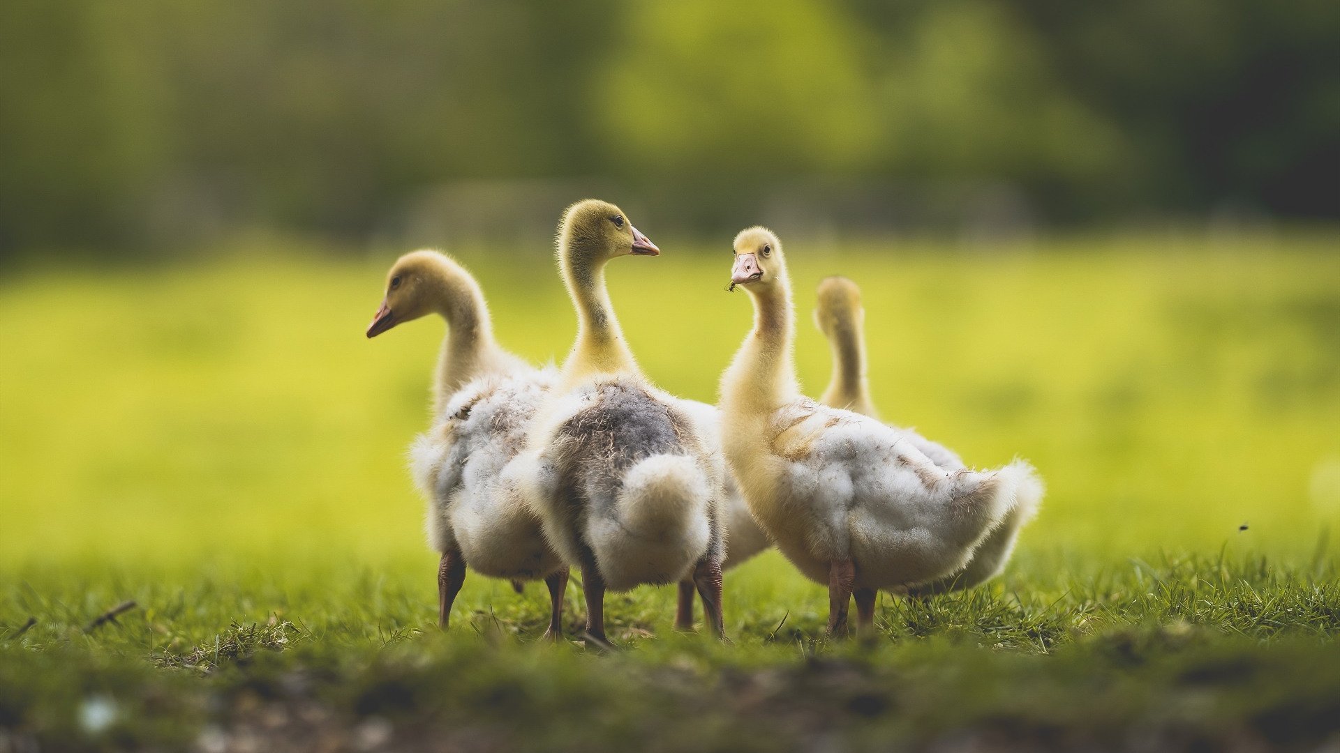 九游娱乐(jiuyou)官方网站-尼日利亚国家队教练团队变动，尼日利亚国家队名单