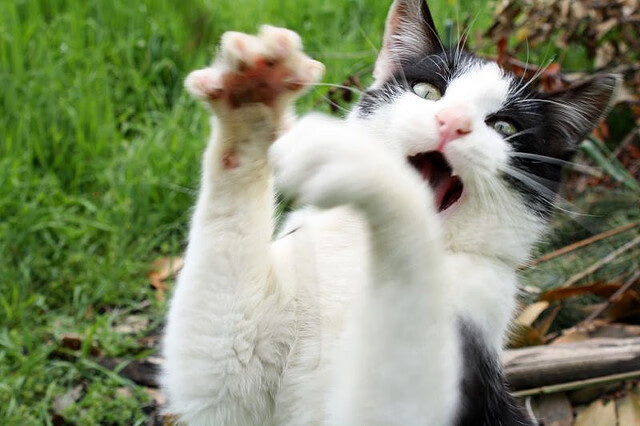 普里吉奥尼将担任西部全明星助理教练,首次亮相NBA全明星赛,普里吉奥尼妻子