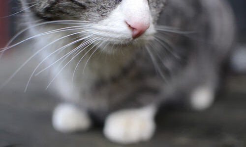 九游jiuyou-球队内部外援交流密切，战斗力迅速提升，足球比赛外援