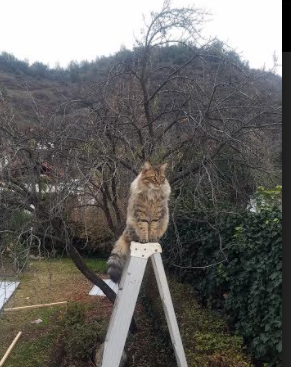 莱比锡豪取连胜,斯图加特主场成他们下一个目标,德甲莱比锡对斯图加特