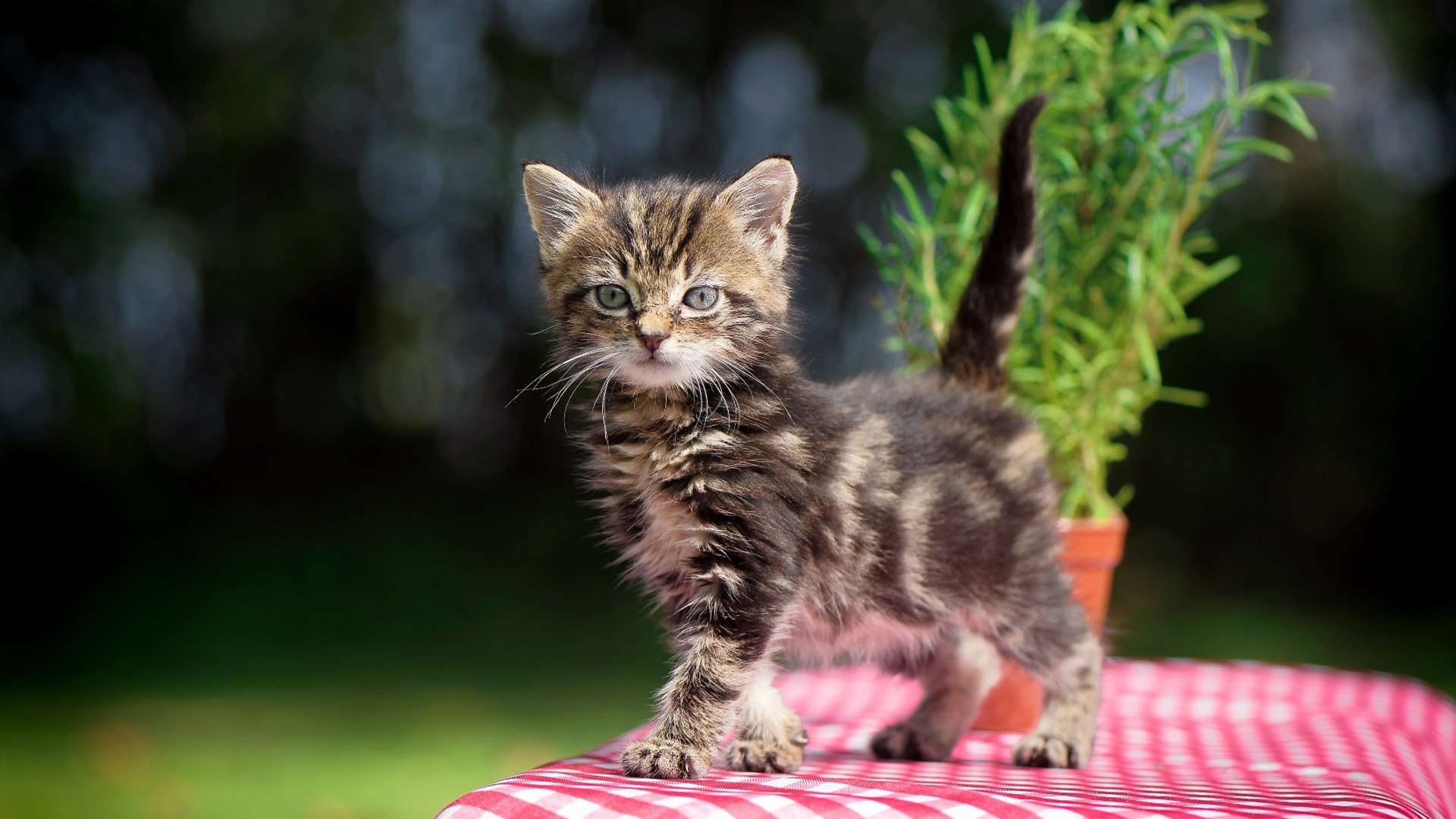 九游官网下载电脑版-雄鹿全队爆发大胜公牛，雄鹿vs公牛