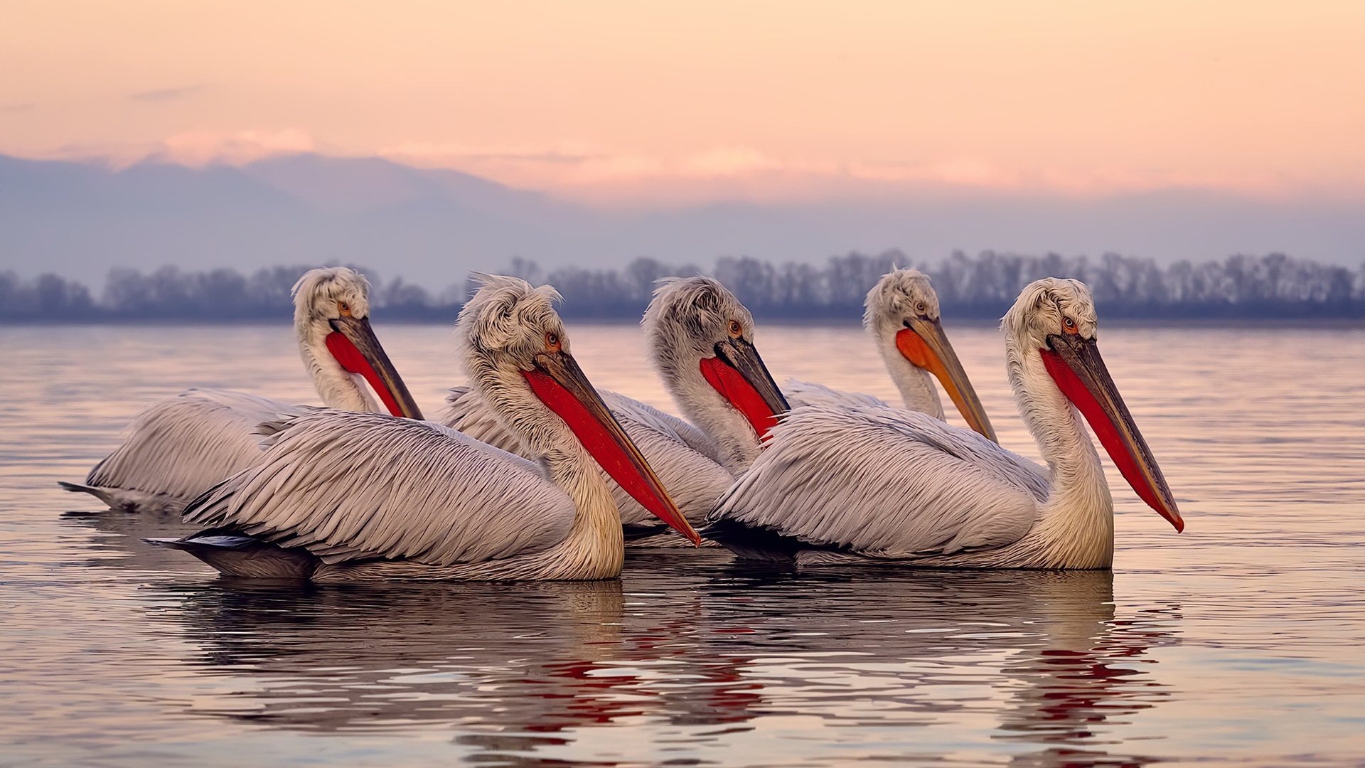 中澳混合泳对决 千分之一秒定胜负,澳大利亚男女混合泳接力