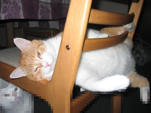 印度乒乓赛制全解:从技术到战术的多方位推进,印度乒乓球名将