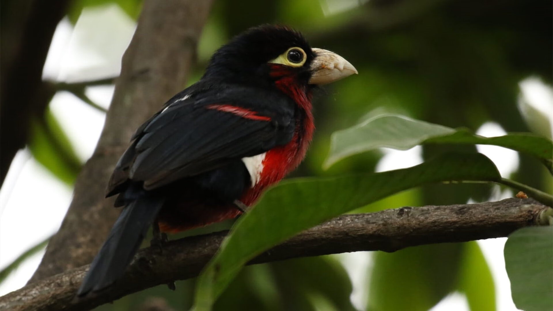 自由泳换气次数与成绩呈微弱负相关,自由泳换气越换越少