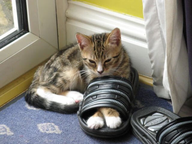 法甲战术革新:变阵引领新风口!,法甲改革