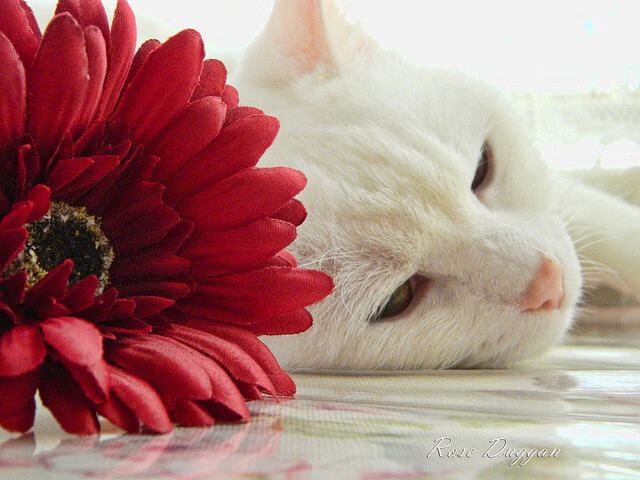 九游网页版官网-法甲球队的粉丝俱乐部建设，法甲有多少俱乐部