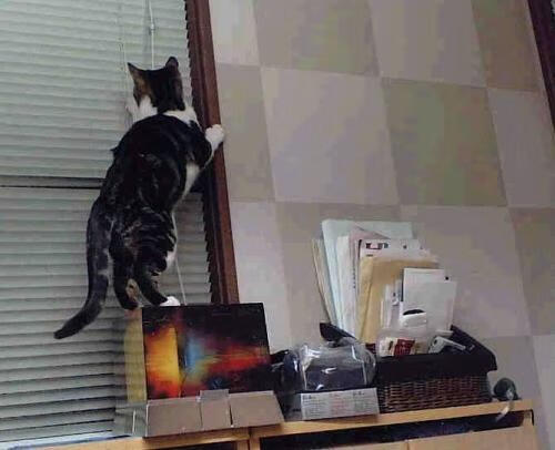 九游娱乐APP-波尔曼的攻防一体打法，使袋鼠队全面提升，波尔曼斯