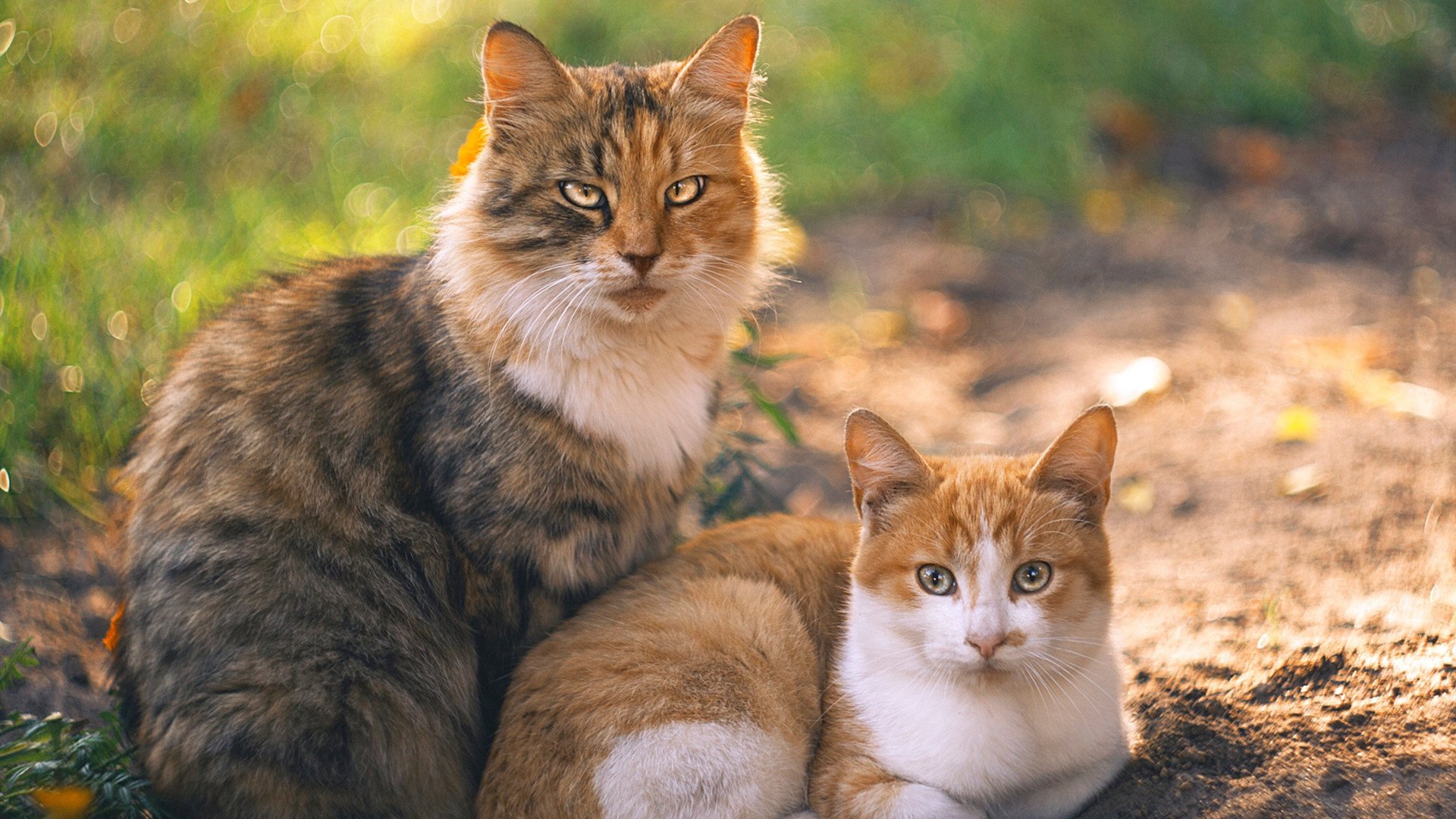 篮球国家队集训安排透明化每日训练内容对外开放展示,国家篮球集训名单公布